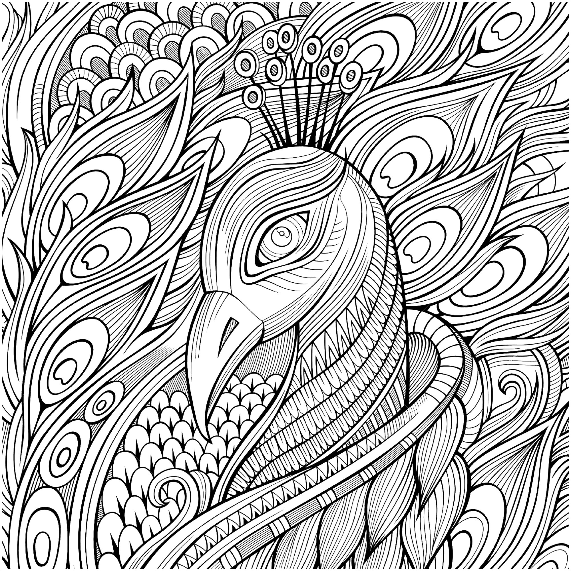 Elegant Peacock And Its Blue Feathers Peacocks Adult Coloring Pages