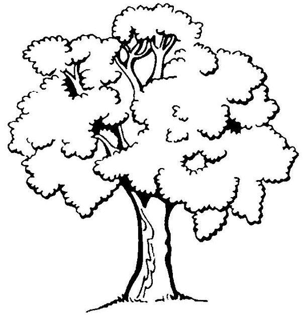 Desenhos para Colorir: Desenho de árvore para colorir.