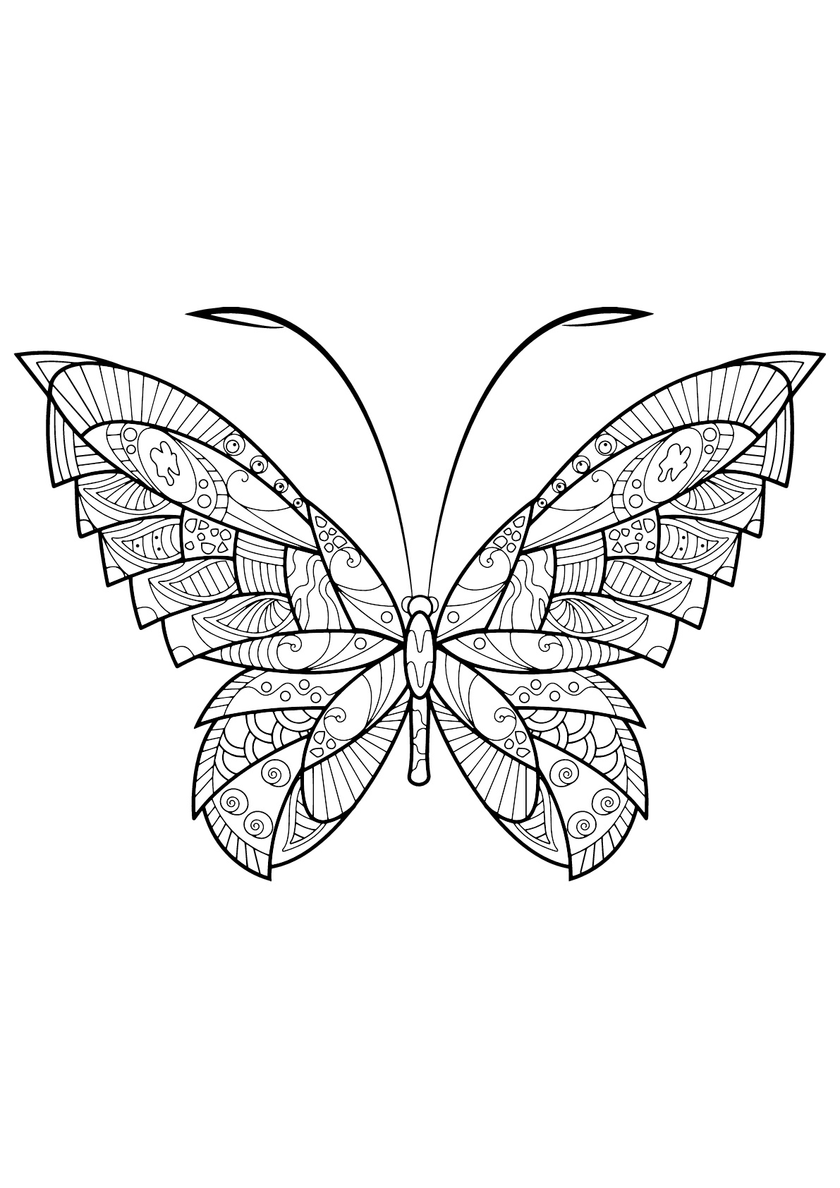 Coloriage papillon 3 sur Hugolescargot.com