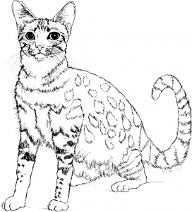 Desenho de Gato de Anime para colorir