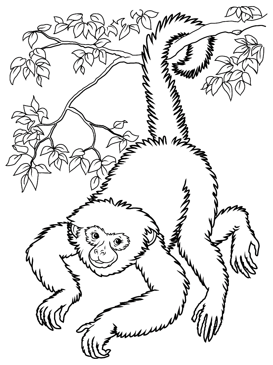 Desenhos para Colorir de Animais Macaco  Páginas de colorir com animais,  Páginas para colorir, Animais para colorir
