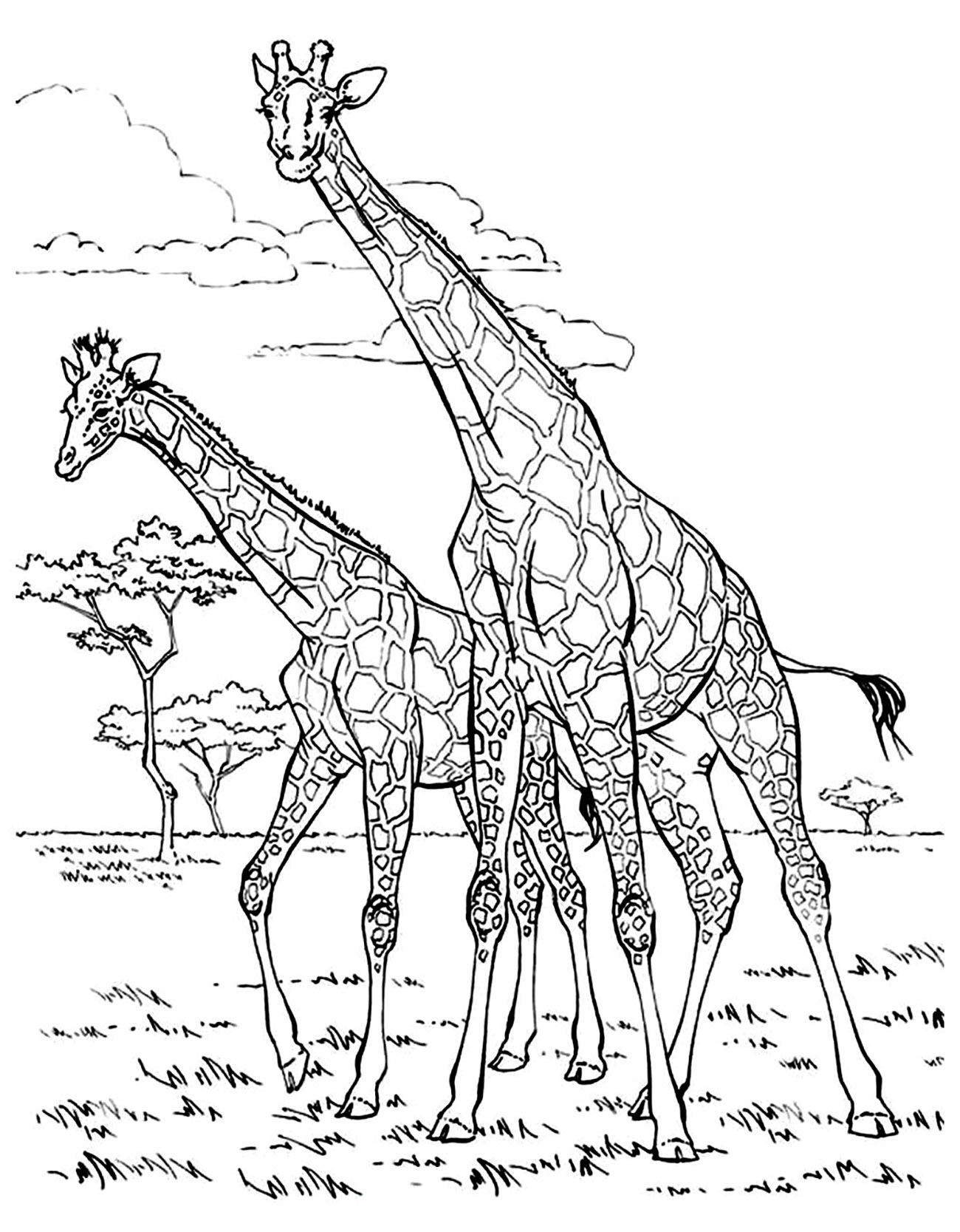 deux girafes coloriages difficiles pour adultes coloriage licorne merci