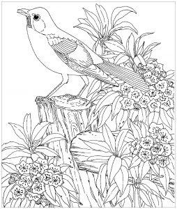 Coloring page birds for children
