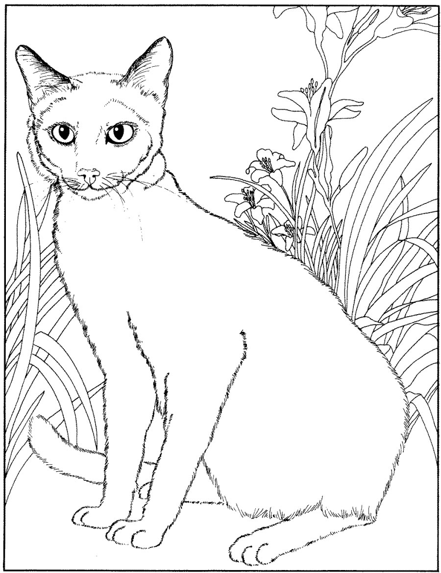 Download Cat to print - Cats Kids Coloring Pages