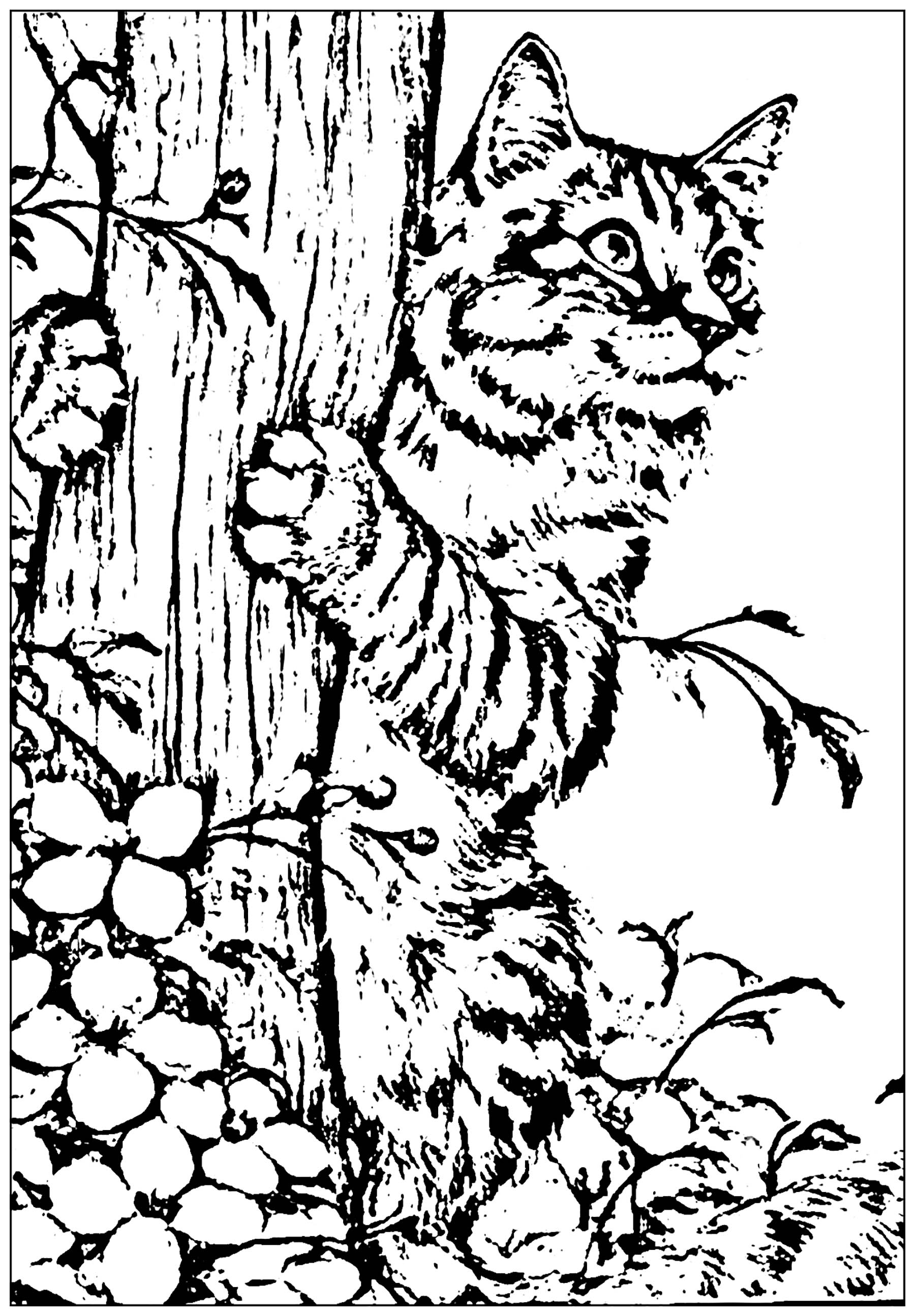 Cat coloring pages to print - Cats Kids Coloring Pages