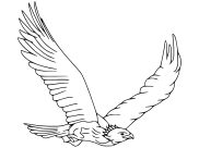 Eagles Coloring Pages for Kids