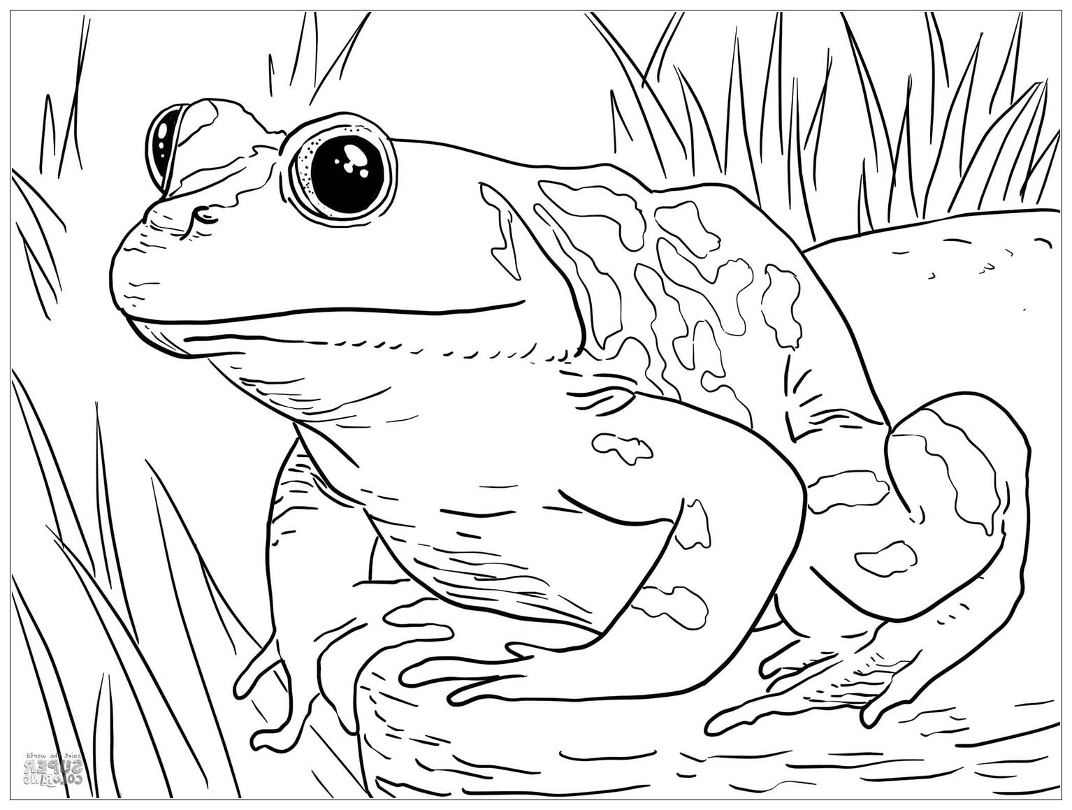 Frog image to download and color Frogs Kids Coloring Pages