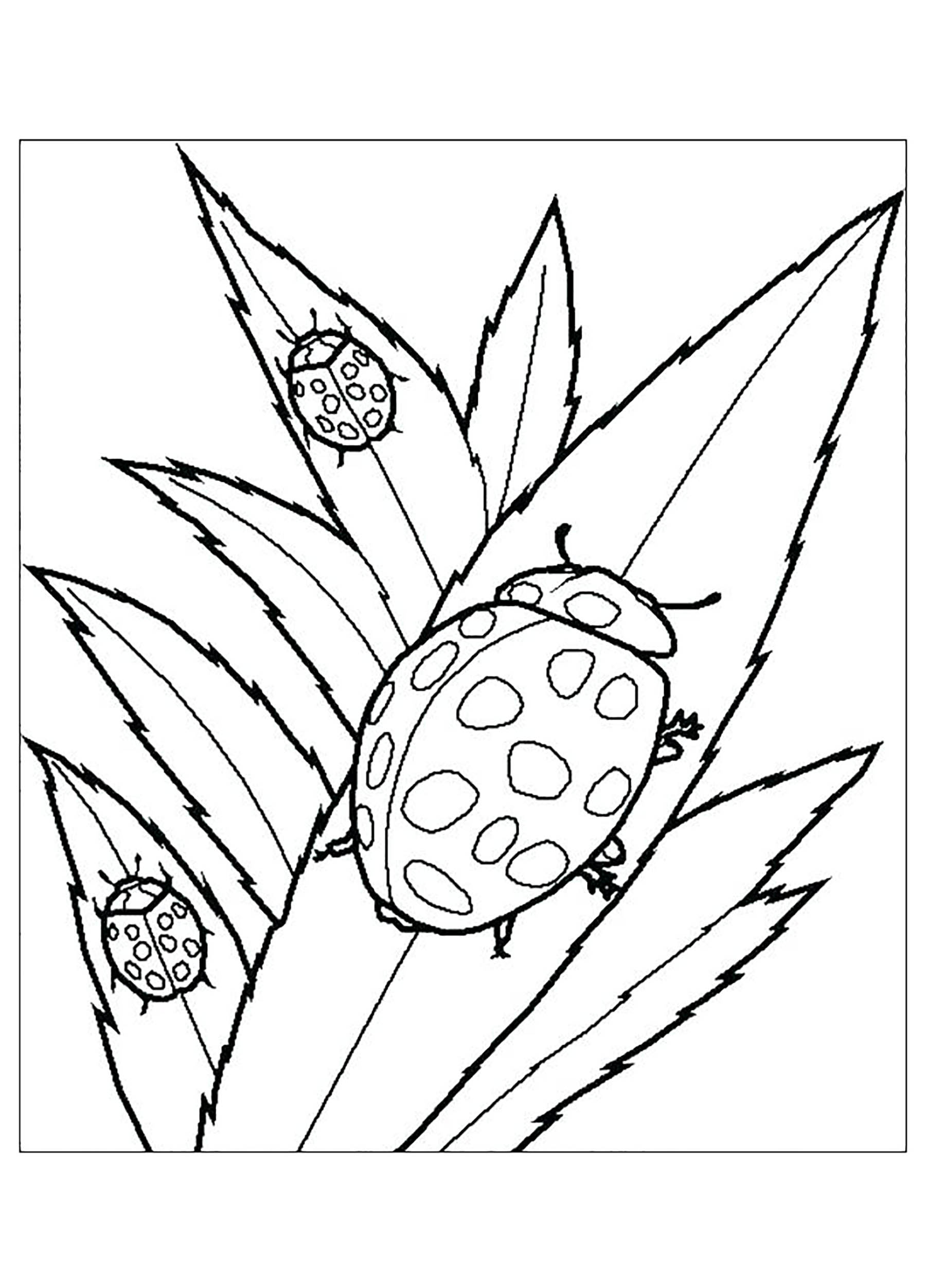 ladybugs-insects-kids-coloring-pages