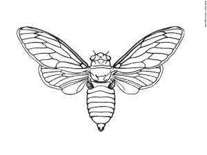 Coloring page insects to print