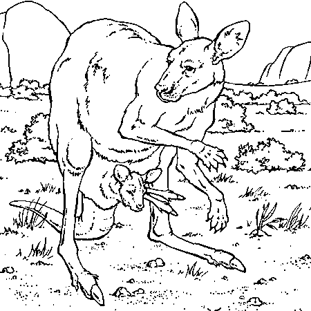 Download Kangaroos for children - Kangaroos Kids Coloring Pages