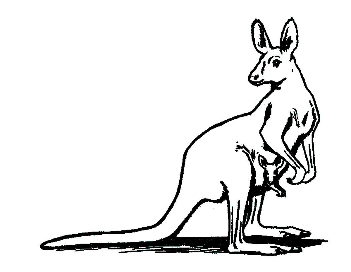 Download Kangaroos to print for free - Kangaroos Kids Coloring Pages