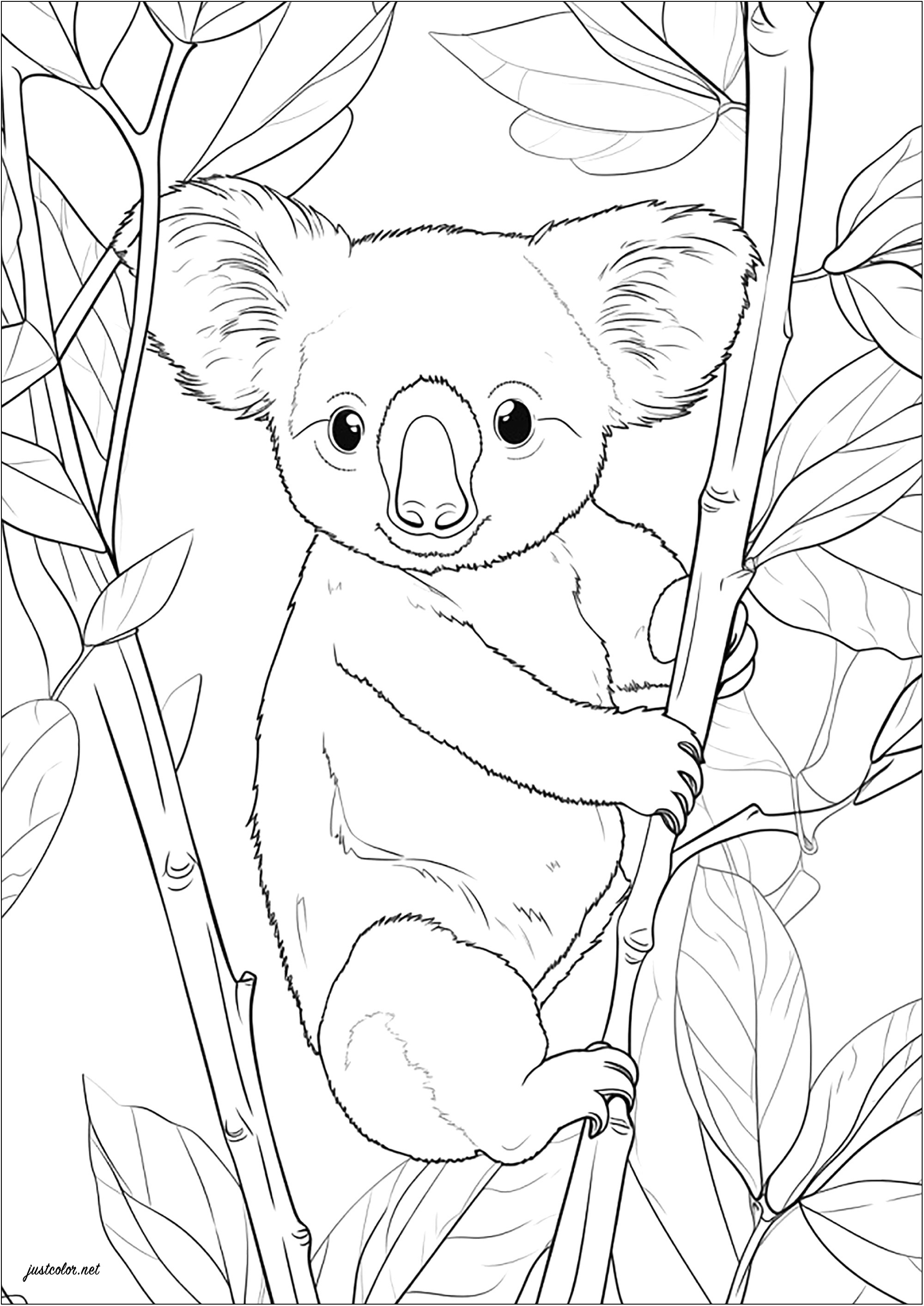 Realistic koala clinging to a bamboo branch - Koalas Kids Coloring Pages
