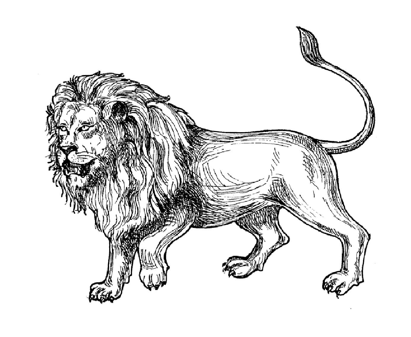 Simple Lion coloring page to print and color for free