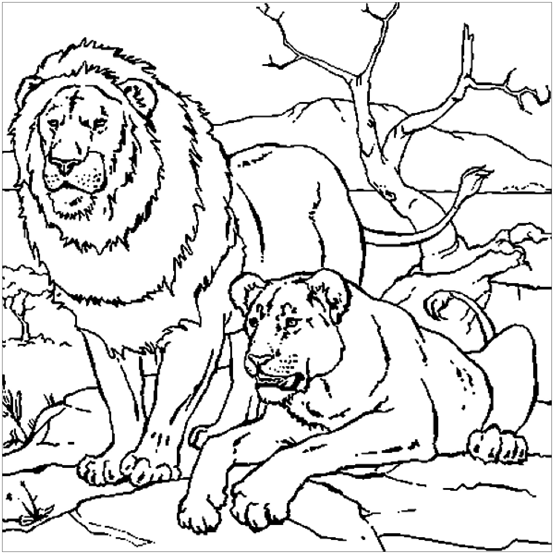 Lion couple - Lion Kids Coloring Pages