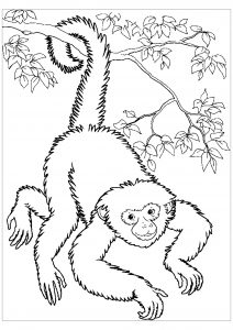 Free monkey coloring pages