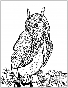 Free owl coloring pages to print