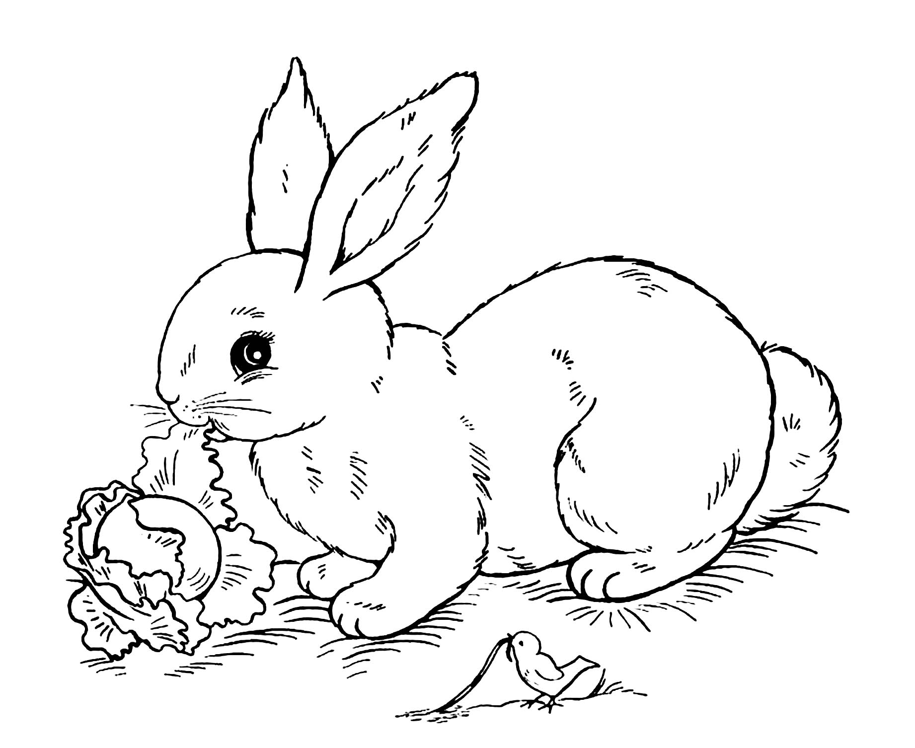 Image of rabbit to print and color - Rabbits & Bunnies Kids Coloring Pages