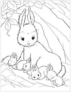 lop eared rabbit coloring pages