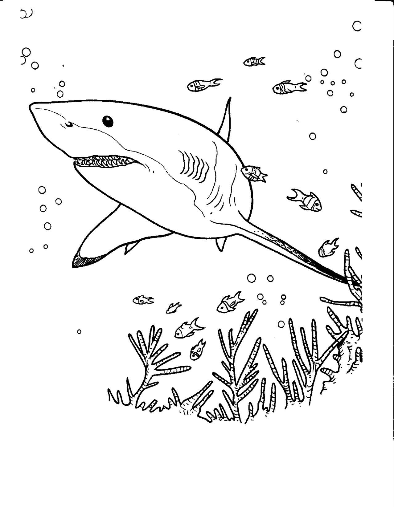 Shark Pictures Printable