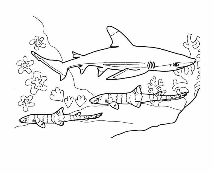 Free shark coloring pages to download - Sharks Kids Coloring Pages