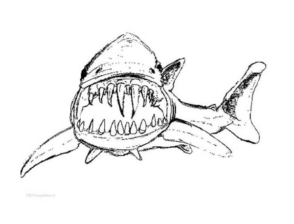 shark pictures to colour