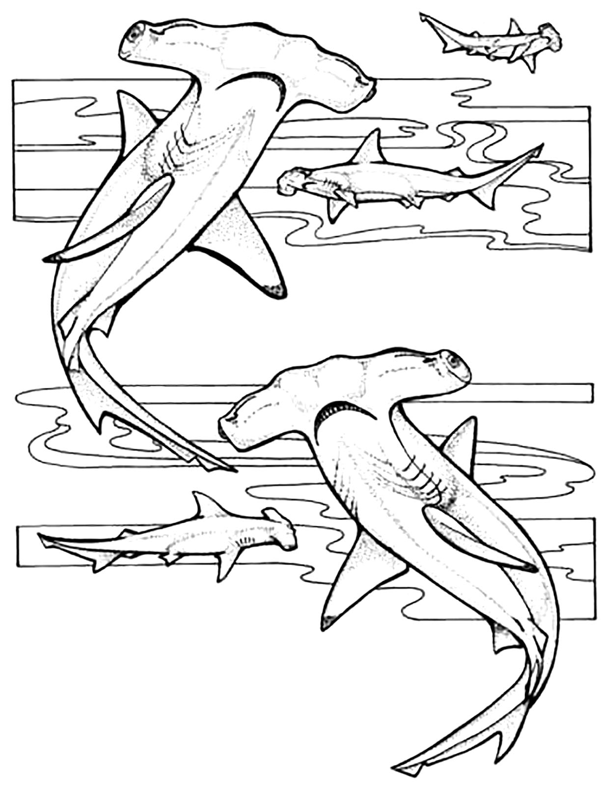 Hammerhead sharks - Sharks Kids Coloring Pages