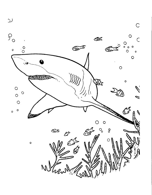 sharks to print for free  sharks kids coloring pages