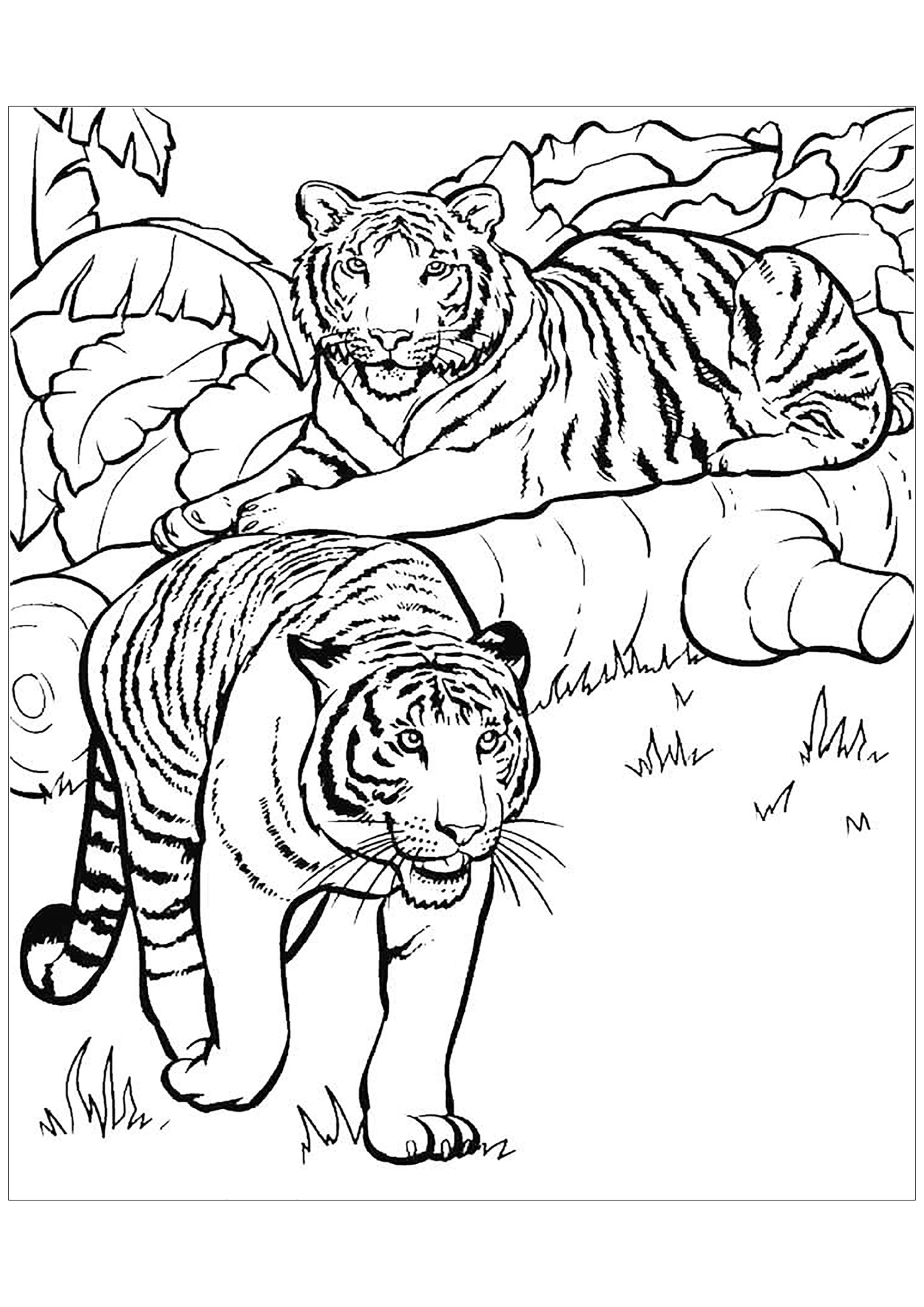 18+ Tiger Face Coloring Sheet