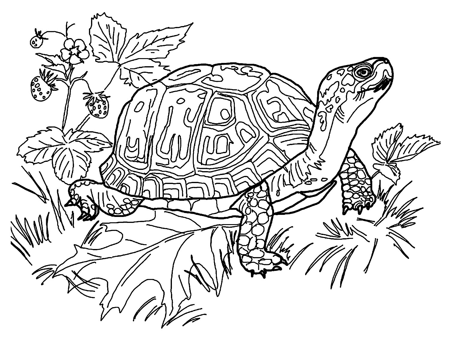 Get your pencils and markers ready to color this turtle coloring page