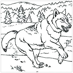 Wolf - Free printable Coloring pages for kids