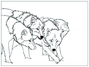 coloring pages of baby wolves