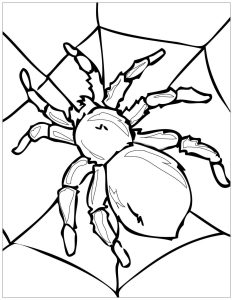 Ausmalbild von zum Ausdrucken und Ausmalen für Kinder : Spinne