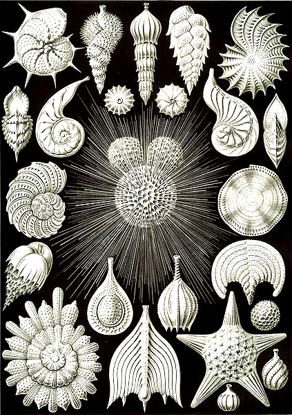 Ernst Haeckel was a german biologist, naturalist, philosopher, physician, professor, and artist