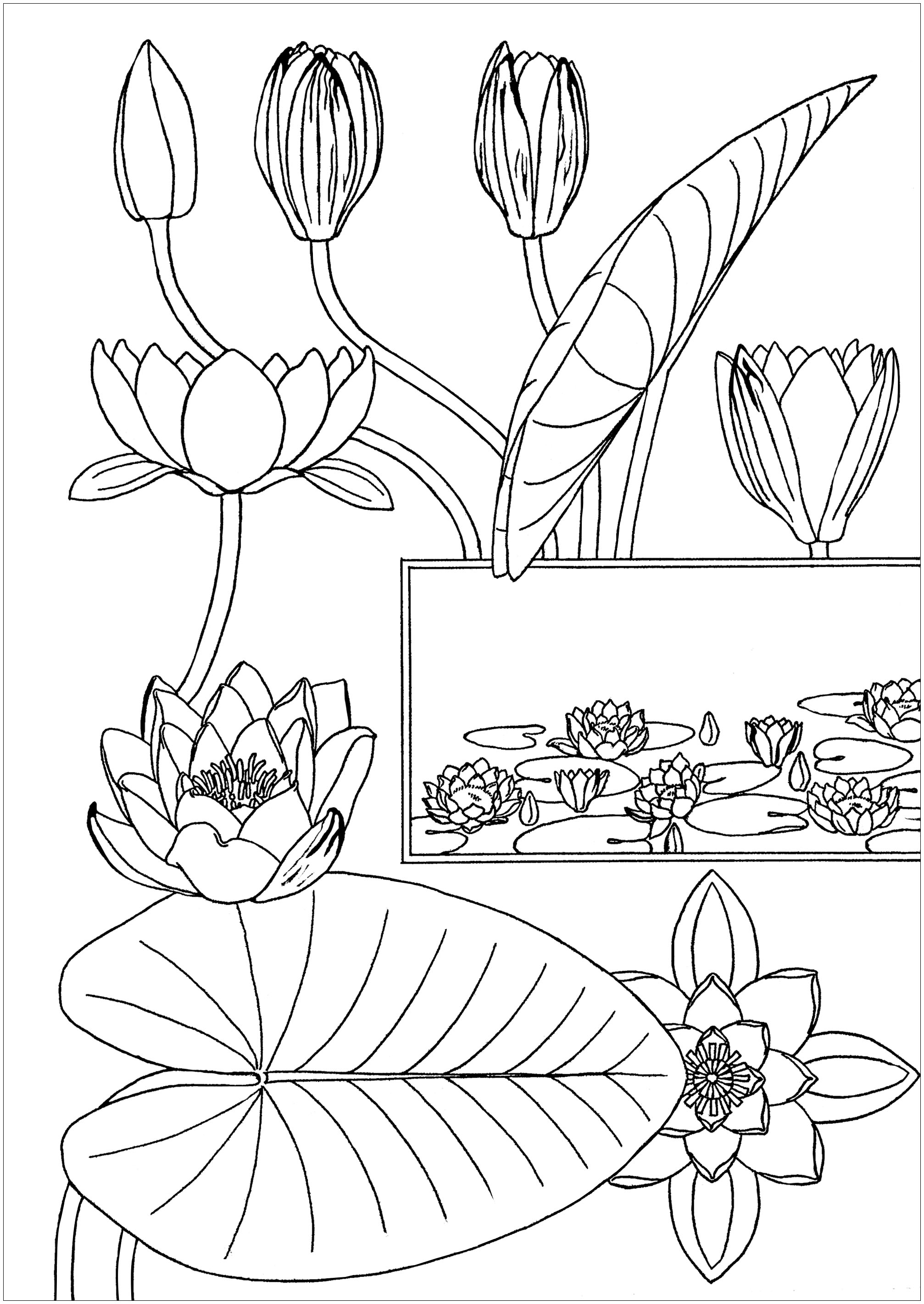 Coloring page created from an illustration by Eugene Grasset : Nénuphar (Water-Lily) (1869), Artist : Olivier