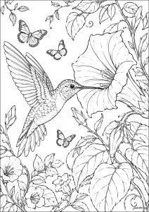 Colibri buvant dans une fleur