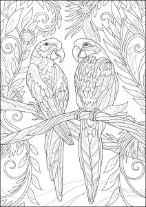 Two parrots: fine line drawing