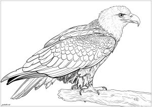 Printable Coloring Page for adult : Birds-1173