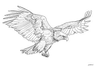 Printable Bird Coloring Page for adult : Aigle en plein vol