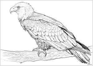 Printable Bird Coloring Page for adult : Superb eagle in profile on a tree branch