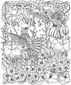 Bird : Hummingbirds and flowers coloring page