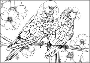 Printable Bird Coloring Page for adult : Pretty parrots with beautiful flowers