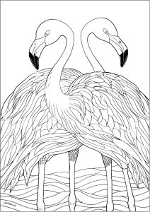 Printable Bird Coloring Page for adult : Two symmetrical flamingos