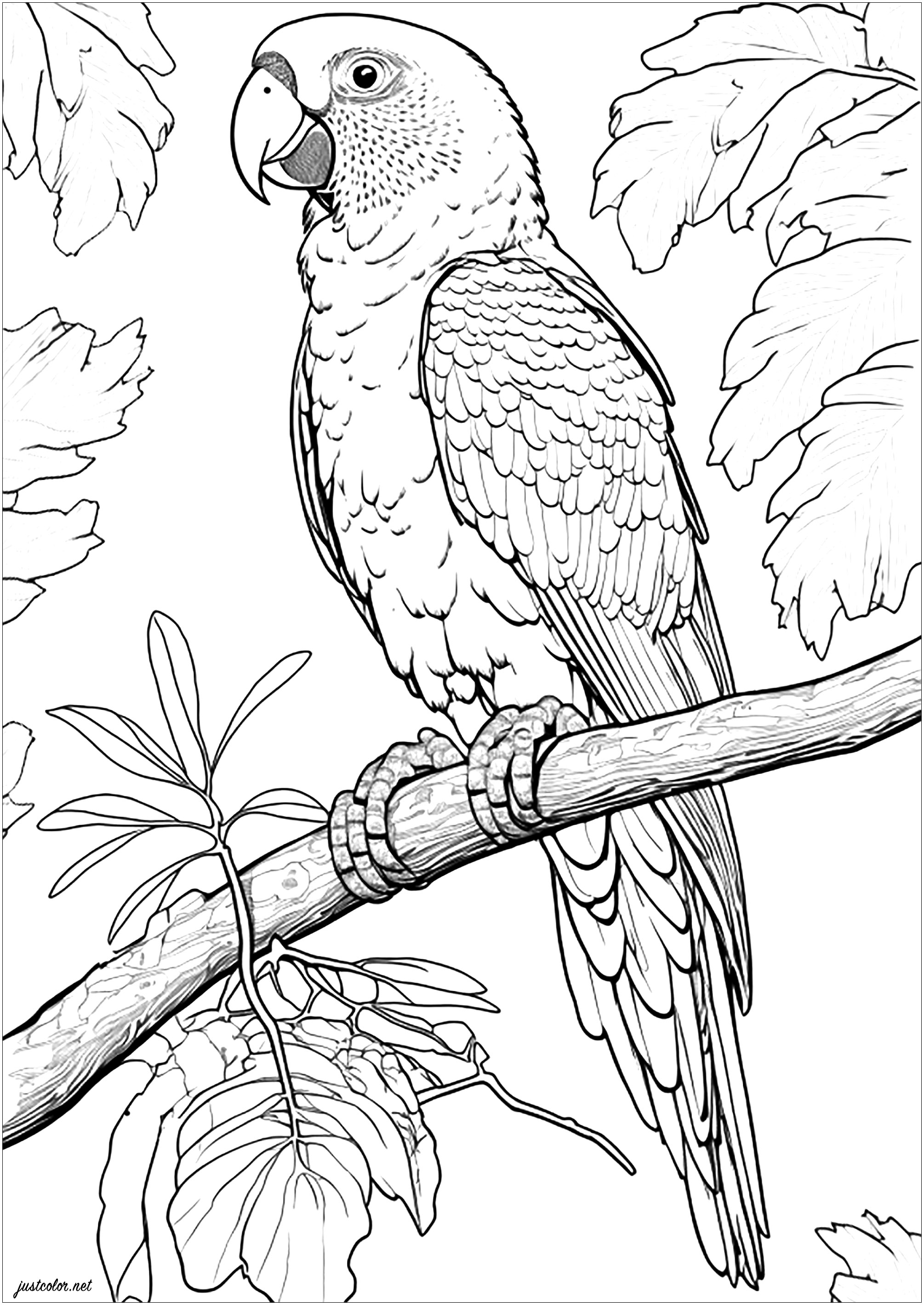 Realistic Amazon parrot coloring page. You can bring this parrot of the Amazona genus to life by coloring its feathers in any color you like. Hint: parrots of this species are green and yellow! This pretty parrot will be enhanced by the surrounding vegetation, which you can color discreetly or brightly, depending on the desired effect.