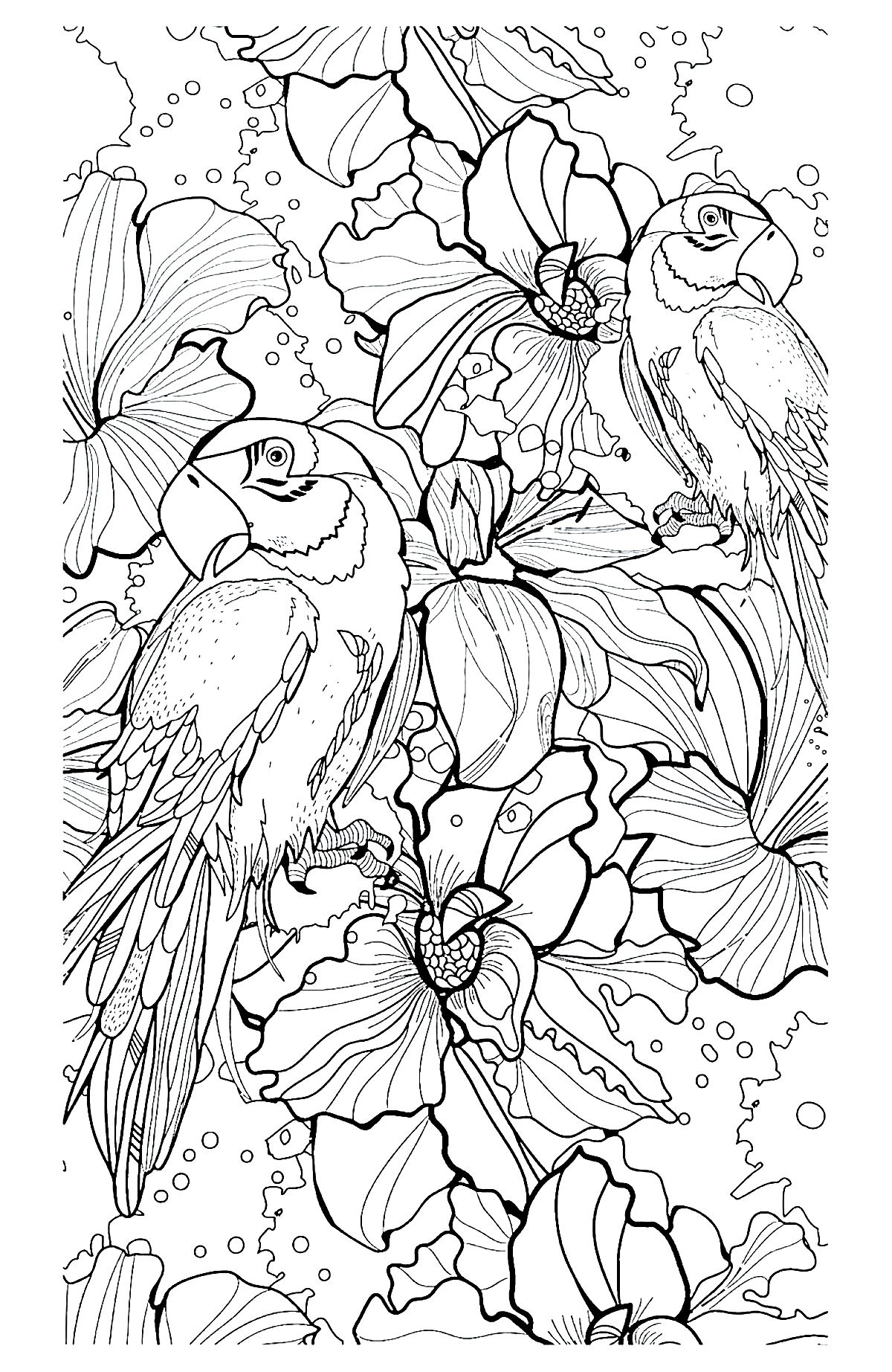 Download Parrot difficult - Birds Adult Coloring Pages