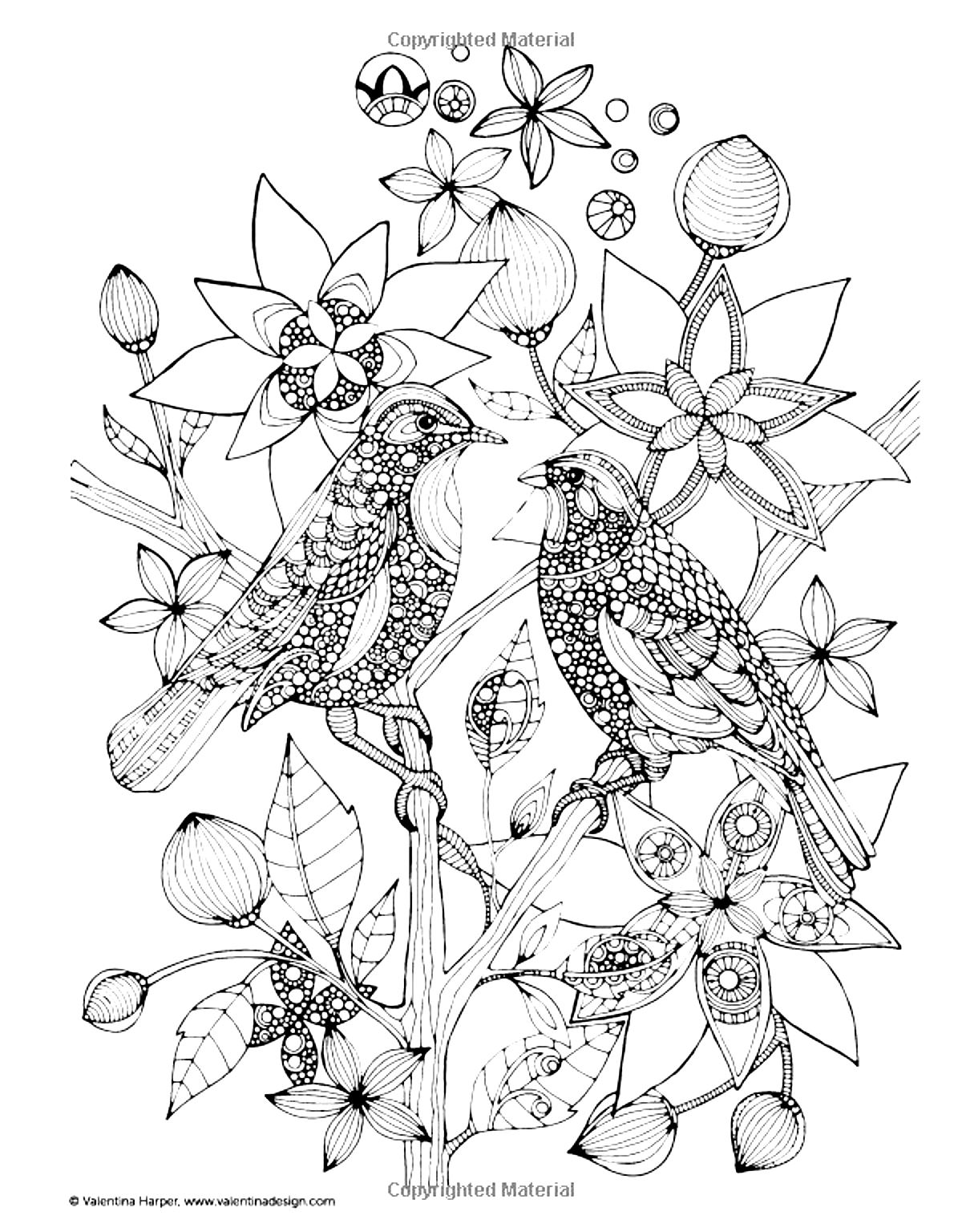 Two birds - Birds Adult Coloring Pages