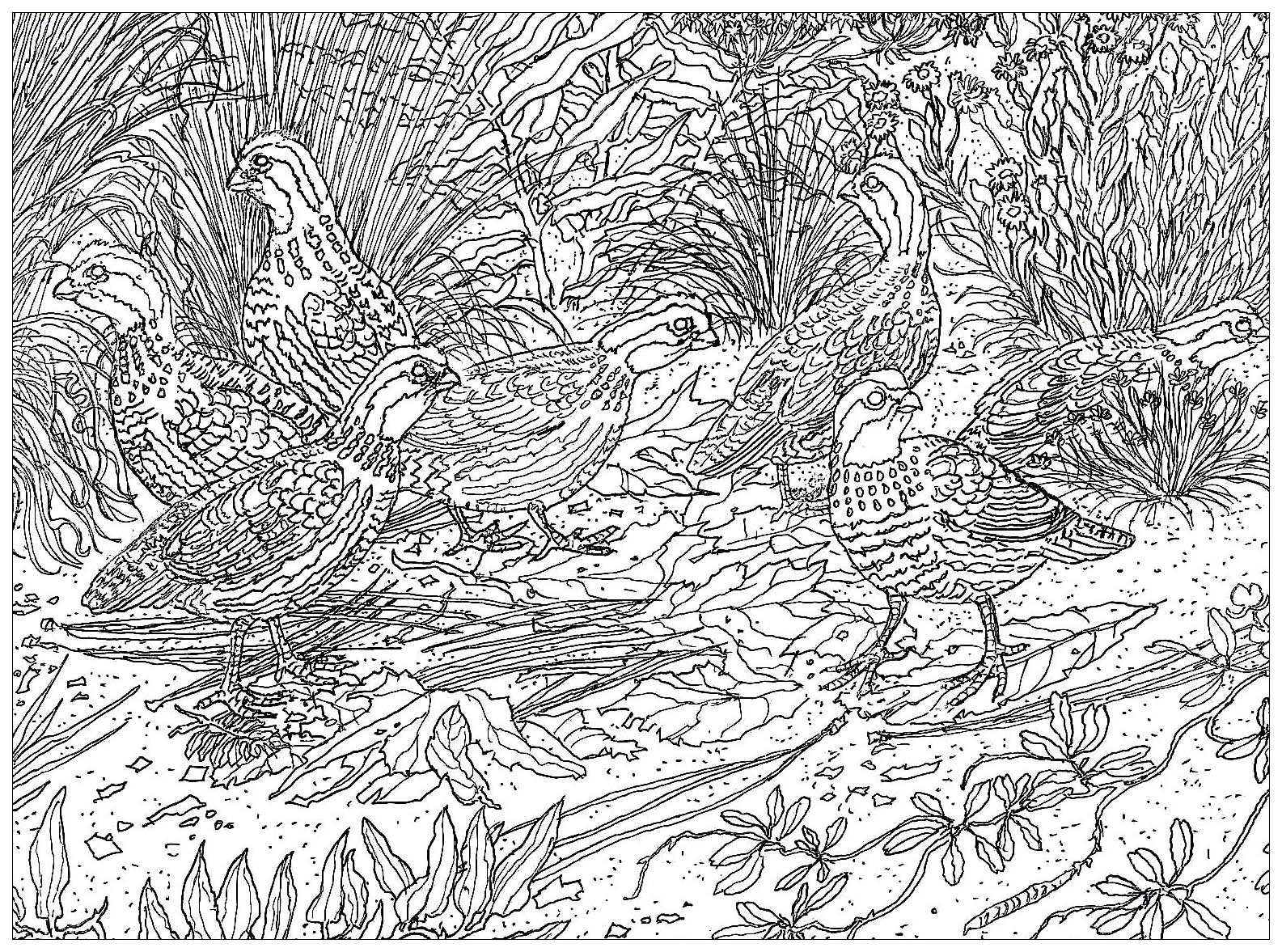 Birds on the ground, drawing made from a picture