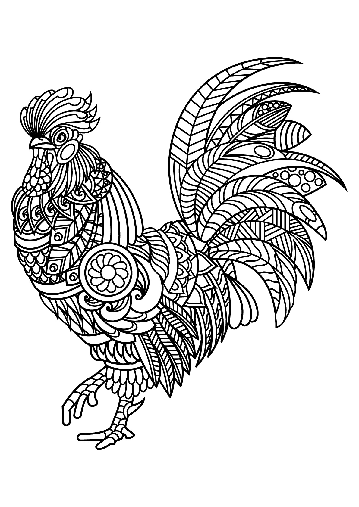 Cock, with complex and beautiful patterns