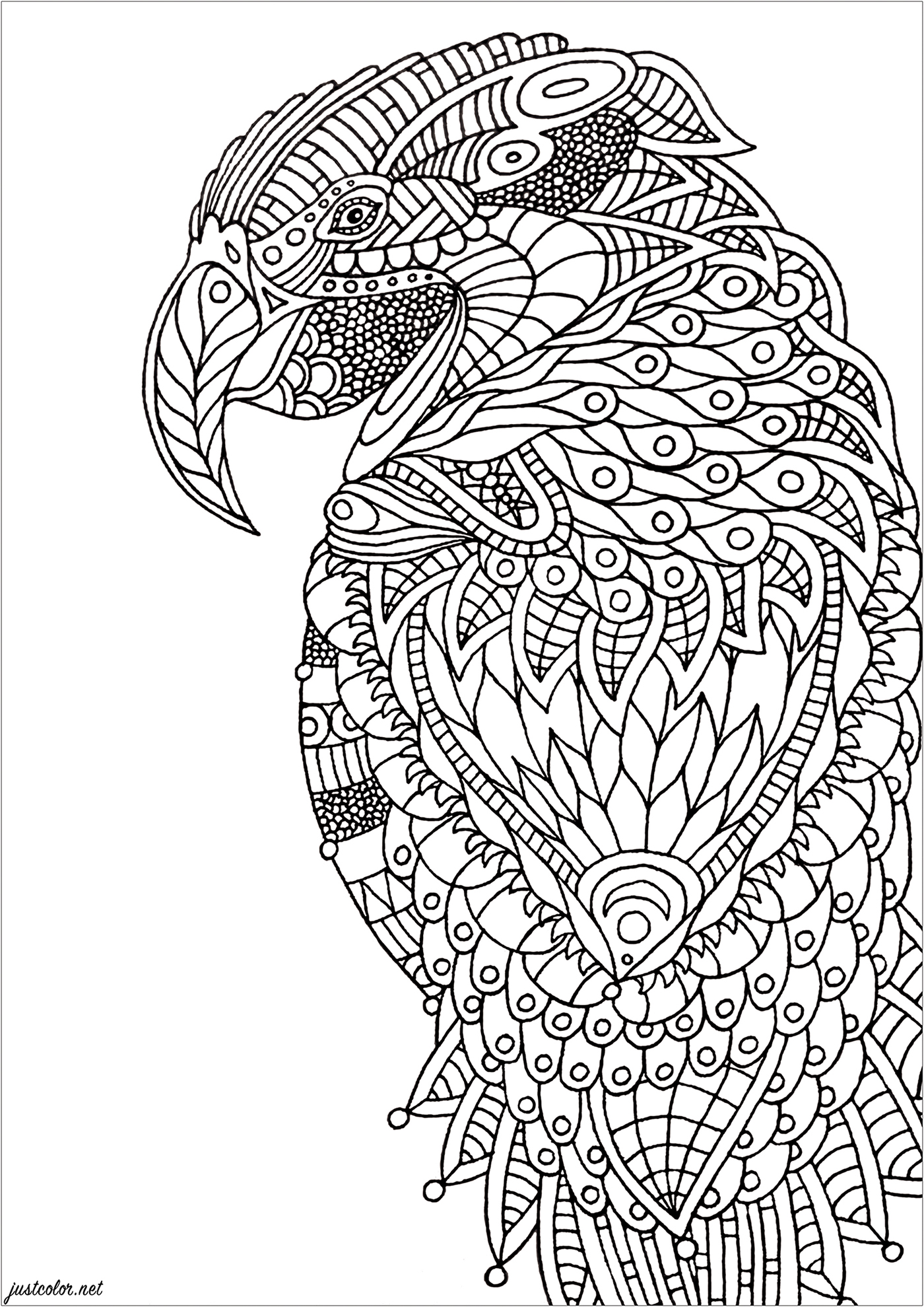 Color the various details of this Zentangle coloring page, representing a parrot, Artist : Lucie