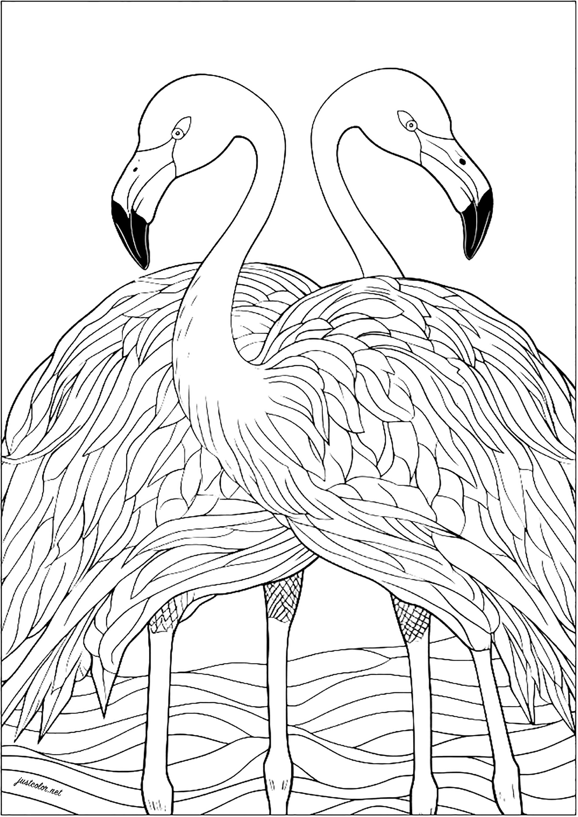 Two symmetrical flamingos - Birds Adult Coloring Pages - Page page/