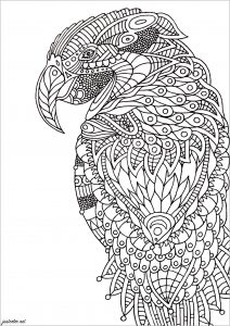 Download Birds Coloring Pages For Adults